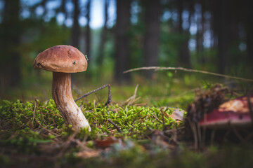 small edible cep mushroom grows in forest