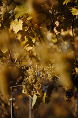 natural view of vineyard with grapes in the nature