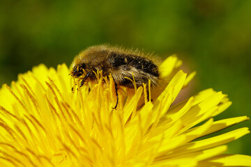 Macro Caucasian fluffy chanterelle beetle Pygopleurus vulpes in yellow flower dandelion