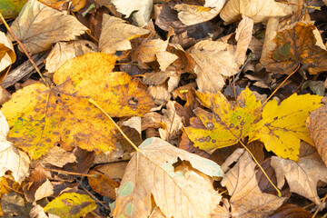 autumn leaves on the ground