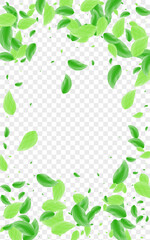 Greenish Leaves Background Transparent Vector. Vegetation Simple Design. Delicate Card. Green Concept Frame. Sheet Symbol.