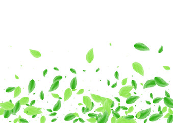 Light Green Leaves Background White Vector. Plant Botanical Design. Eucalyptus Texture. Greenish Drink Card. Sheet Herbal.