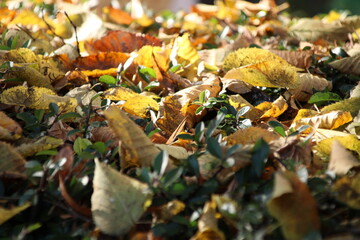Herbst Laub im Sonnenlicht