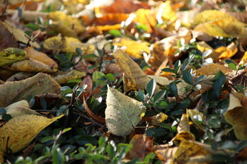 Herrliches Laub des Herbstes im Sonnenlicht