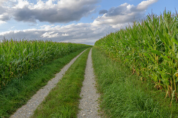 Fototapeta na wymiar Field path through the corn fields near Lake Constance