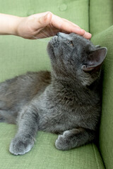 Close up portrait of gray cat with with a female hand on a green background. The hostess gently strokes the cat. Concept veterinary clinic or animal feed
