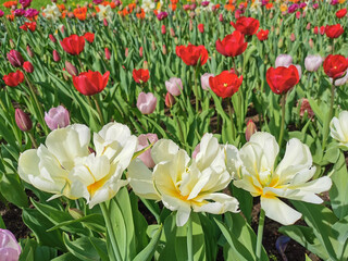 White double tulips with a yellow center on a flower bed with other tulips. The festival of tulips on Elagin Island in St. Petersburg.