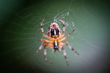 Araña1