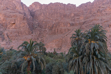 Dattelpalmen im Atlas Gebirge, Marokko