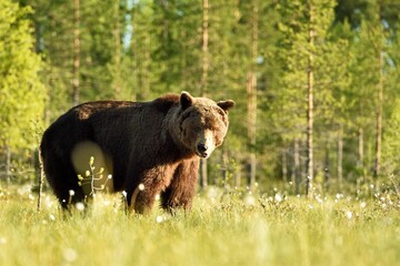 Brown bear with forest background