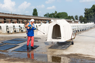 The woman washes cow calves. Agriculture. Livestock