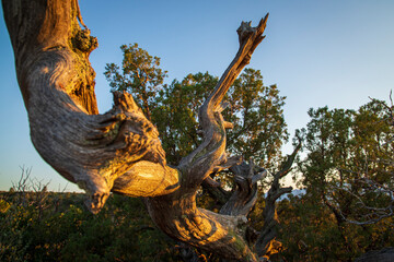 Golden lit Deadwood