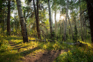 Sunburst over path in forest