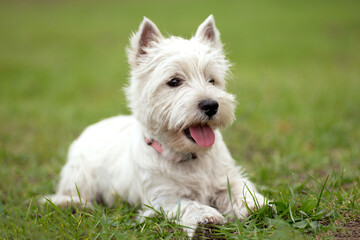 West Highland White Terrier. dog on the grass.