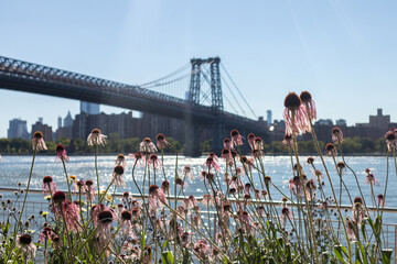 Pink Flowers along the Shore of the East River at Domino Park in Williamsburg Brooklyn with the...