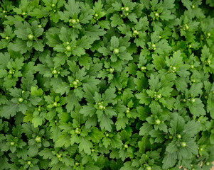 Obraz premium Top view of chrysanthemum. Chrysanthemums, sometimes called mums or chrysanths, are flowering plants of the genus Chrysanthemum in the family Asteraceae.