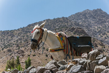 Pferd im Hohen Atlas, Marokko