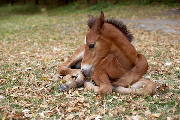The foal lies on the grass.