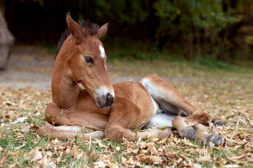The foal lies on the grass.