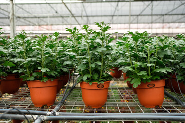 plants in a greenhouse