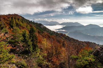 Colorful leafy trees in autumn forest.