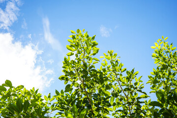 Beautiful green tree leaves across blue sky and clouds 
