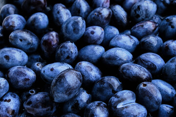 Background is bright and ripe plums, beautiful and delicious fruits.