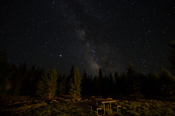 forest in the night