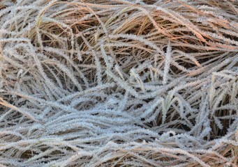 Morning rime of grass in the meadows