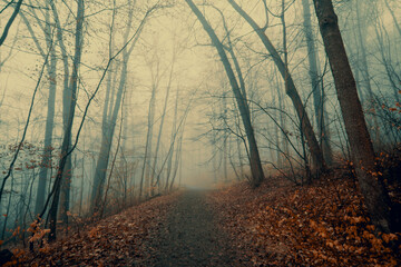 Autumn forest and path on foggy morning