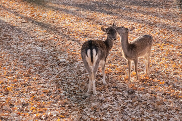 Deer in a clearing in autumn foliage, deer in the woods