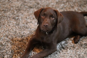 chocolate labrador retriever puppy