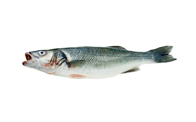 Fish sea bass isolated. Side view