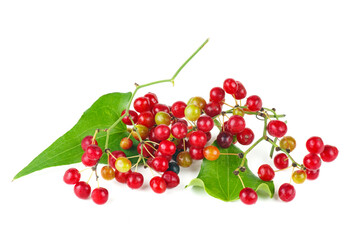Smilax isolated on a white background.