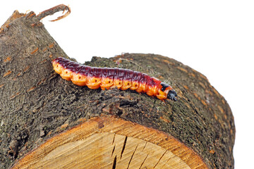 Goat moth, Cossus cossus larva isolated on white background