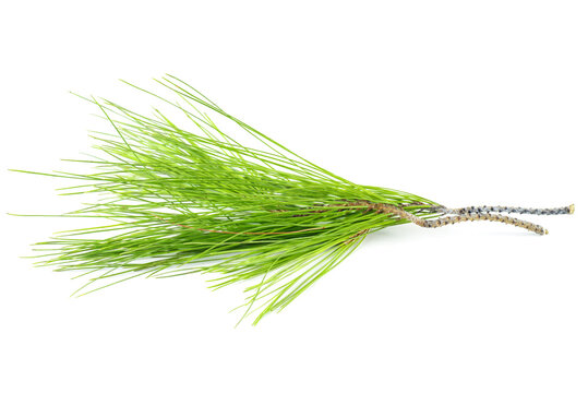 Branch of pinus cembra isolated on a white background