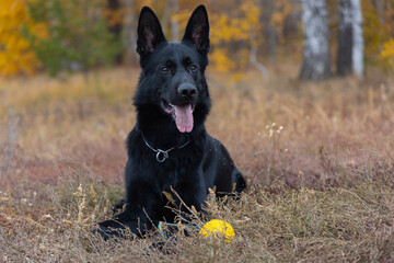 german shepherd dog