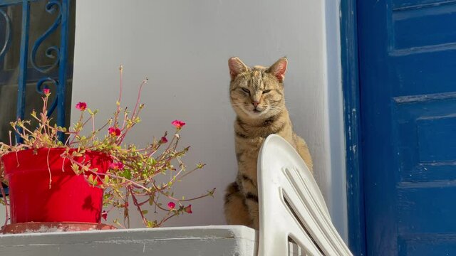 Chat &agrave; Mykonos