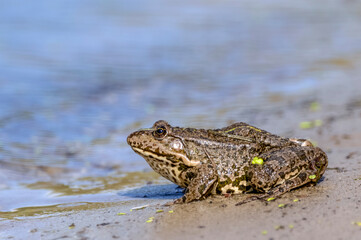Big brown frog on the sandy shore