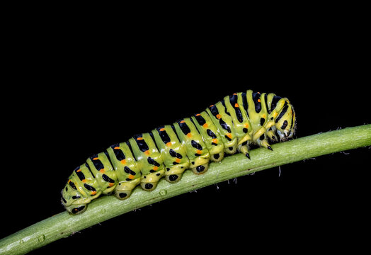 The swallowtail caterpillar crawls on a blade of grass