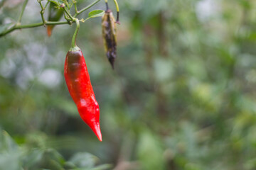 Pimenta dedo de moça