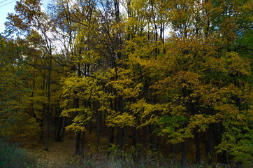 Autumn forest nature. Vivid morning in colorful forest with sun rays through branches of trees.