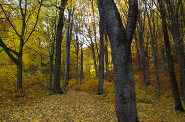 Autumn forest nature. Vivid morning in colorful forest with sun rays through branches of trees.