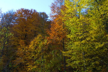 Autumn forest nature. Vivid morning in colorful forest with sun rays through branches of trees.