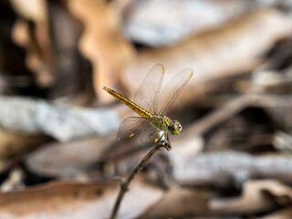 dragonfly rest on a dry branch in garden