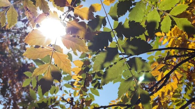 Viento de oto&ntilde;o.