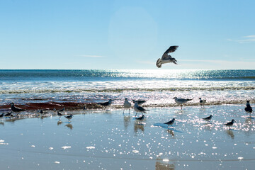 seagulls feeding on white sandy beach with bright blue sky