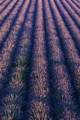 Top view of violet blooming lavender fields with even rows of bushes 