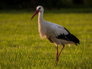 Weißstorch auf der Wiese auf Futtersuche