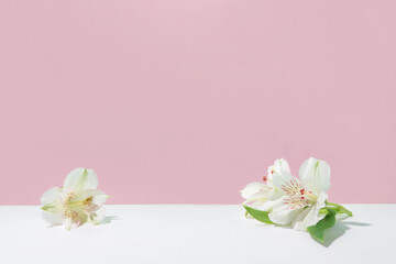 Natural light pink background with white flowers.